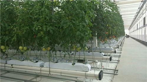 北京文洛玻璃温室施工 现代设施农业的典范工程